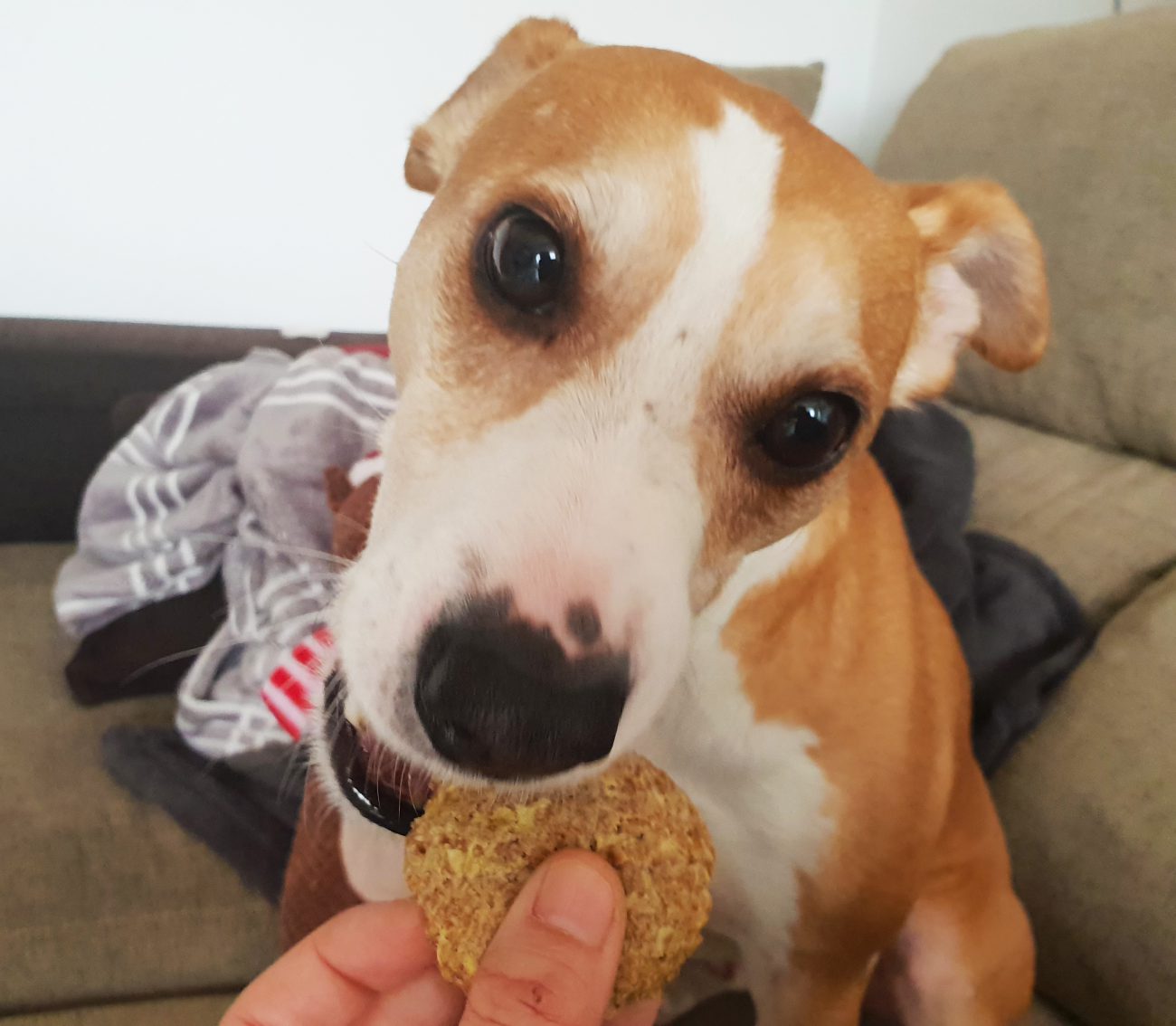 Galletas para perro de avena manzana y vainilla